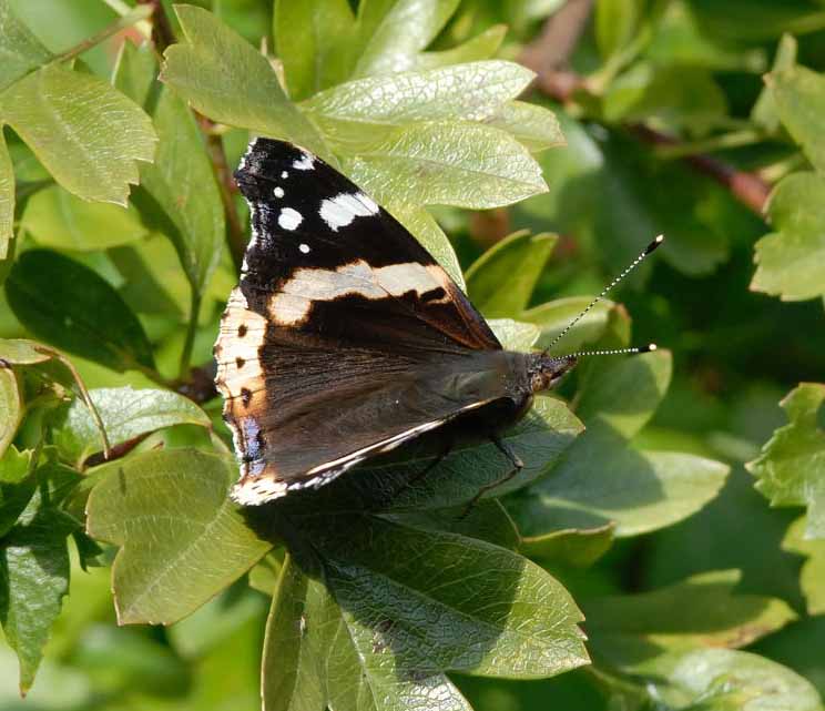 Vanessa atalanta RedAdmiral_ab_JAsher 2007-07-28 (Milton, UK) (Internet Image property of respective owner, non-commercial use only)